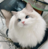 Photo №1. ragdoll - à vendre en ville de Tokyo | 379€ | Annonce № 121300