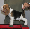 Photo №1. beagle - à vendre en ville de Аугсбург | 360€ | Annonce №124732