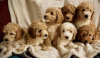 Photo №3. Superbes petits chiots Goldendoodle miniatures 1 (559) 745-5646. USA