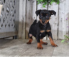 Photo №1. pinscher nain - à vendre en ville de Berlin | Gratuit | Annonce №126980