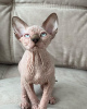 Photo №1. sphynx - à vendre en ville de Miami | 402€ | Annonce № 93344