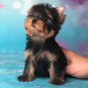 Photo №4. Je vais vendre yorkshire terrier en ville de Herschweiler-Pettersheim. annonce privée - prix - 222€