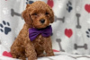 Photo №3. Beaux chiots Cavapoo Pour adoption gratuite. Allemagne