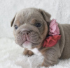 Photo №2 de l'annonce № 98514 de la vente bulldog anglais - acheter à Allemagne annonce privée, de la fourrière, de l'abri, éleveur