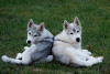 Photo №3. Chiots husky sibériens. Serbie