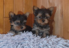 Photo №2 de l'annonce № 93022 de la vente yorkshire terrier - acheter à Suède annonce privée