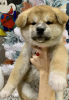 Photo №2 de l'annonce № 8799 de la vente akita (chien) - acheter à Fédération de Russie éleveur