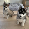 Photo №1. husky de sibérie - à vendre en ville de Tallinn | négocié | Annonce №124653