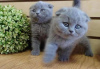 Photo №1. british shorthair - à vendre en ville de IJsselstein | négocié | Annonce № 65585