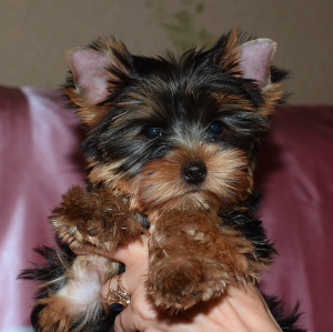 Photos supplémentaires: Chiots Yorkshire terrier, deux filles.