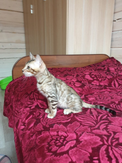 Photo №3. Bengali boy à vendre # 2 Arnold Royal Status Cat.. Fédération de Russie
