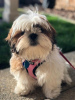 Photo №2 de l'annonce № 9225 de la vente shih tzu - acheter à USA 