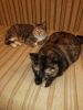 Photos supplémentaires: Les affectueux chats tricolores Mixi et Nika la tortue recherchent un foyer !