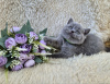 Photo №4. Je vais vendre british shorthair en ville de Tolyatti. éleveur - prix - négocié