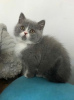 Photo №4. Je vais vendre british shorthair en ville de Berlin. annonce privée - prix - Gratuit