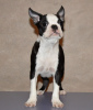 Photos supplémentaires: Chiots boston terrier à vendre