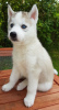 Photos supplémentaires: Chiots Champion Bloodline Husky Sibérien à vendre maintenant