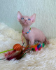 Photo №1. sphynx - à vendre en ville de Флорида Сити | 208€ | Annonce № 43820