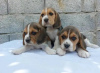 Photo №2 de l'annonce № 31675 de la vente beagle - acheter à France annonce privée