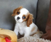 Photo №1. cavalier king charles spaniel - à vendre en ville de Berlin | 250€ | Annonce №117319