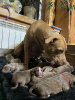 Photo №1. american pit bull terrier - à vendre en ville de Smolensk | 398€ | Annonce №28003