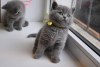 Photo №1. british shorthair - à vendre en ville de Castelldefels | 350€ | Annonce № 126532