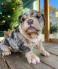 Photo №4. Je vais vendre bulldog anglais en ville de Wyoming.  - prix - 284€