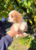 Photos supplémentaires: cavalier roi Charles Spaniel