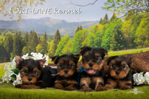 Photo №1. yorkshire terrier - à vendre en ville de Saint-Pétersbourg | 358€ | Annonce №2512