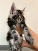 Photo №3. La chatterie Maine Coon propose un chaton de race pure.. Fédération de Russie