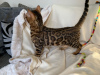 Photos supplémentaires: 2 chatons Bengal Cats en bonne santé disponibles à la vente maintenant