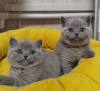 Photo №2 de l'annonce № 122120 de la vente british shorthair - acheter à USA annonce privée