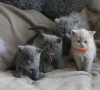 Photo №1. british shorthair - à vendre en ville de New york | négocié | Annonce № 122118