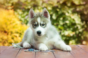 Photo №3. Husky chiot fille. Fédération de Russie