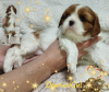 Photo №4. Je vais vendre cavalier king charles spaniel en ville de Minsk. éleveur - prix - négocié