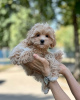 Photos supplémentaires: Chiots Maltipoo élevés dans une maison familiale