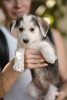 Photo №2 de l'annonce № 24929 de la vente chien bâtard - acheter à Fédération de Russie de l'abri