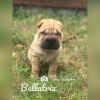 Photos supplémentaires: 3 szczenięta Shar Pei na sprzedaż