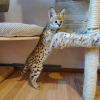 Photo №3. Chatons Savannah F1 et F2 disponibles. Pays Bas