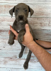 Photos supplémentaires: Abécédaire chiots et adolescents