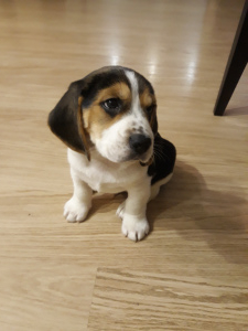 Photo №2 de l'annonce № 2306 de la vente beagle - acheter à Biélorussie annonce privée