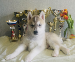 Photos supplémentaires: Husky sibérien