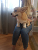 Photo №1. welsh corgi - à vendre en ville de Minsk | 1100€ | Annonce №9273