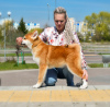 Photo №1. akita (chien) - à vendre en ville de Brest | négocié | Annonce №19463