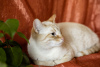 Photos supplémentaires: Un doux et beau chat Benya en cadeau