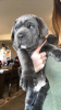 Photo №3. Chiots Cane Corso de race pure. USA