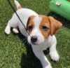 Photo №1. jack russell terrier - à vendre en ville de Varsovie | 380€ | Annonce №101119