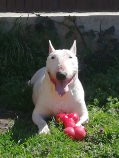 Photos supplémentaires: Chiots de bull terrier standard de chenil monobre 