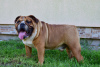 Photo №1. bulldog anglais - à vendre en ville de Frampol | 1000€ | Annonce №28773