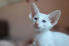 Photo №1. oriental shorthair - à vendre en ville de Франкфурт-на-Майне | Gratuit | Annonce № 95236